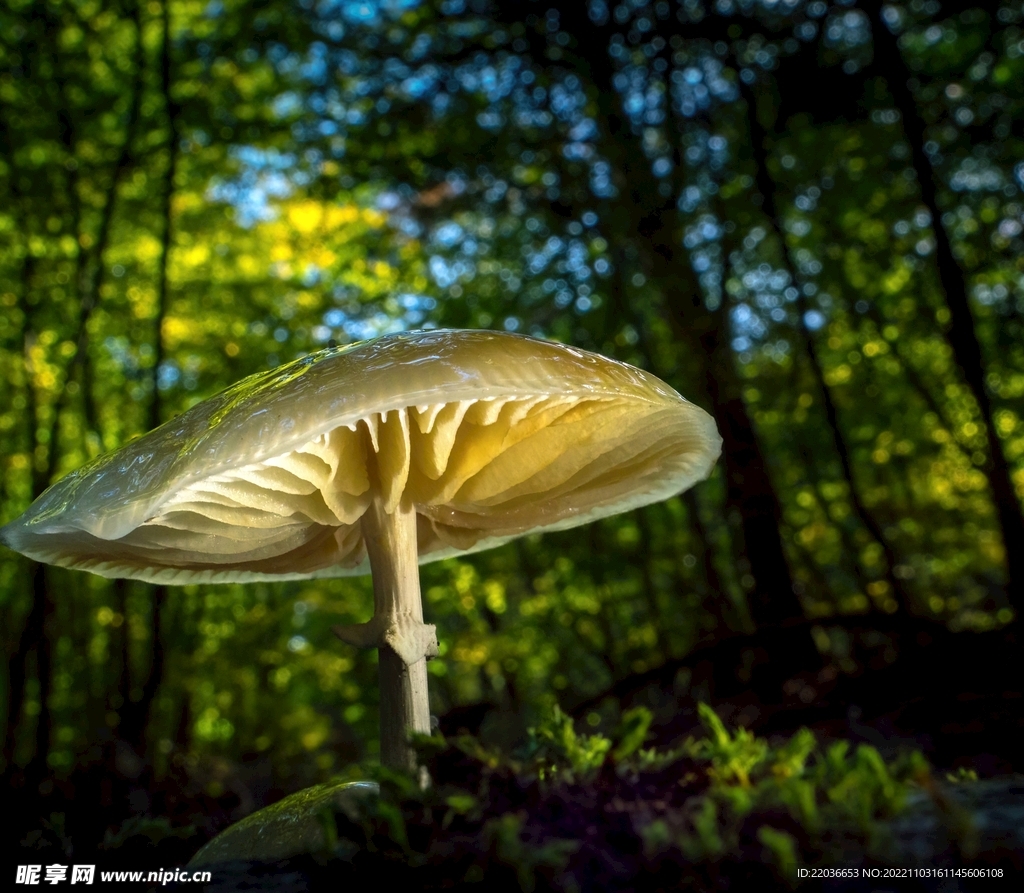 树林开伞蘑菇