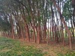 小树林