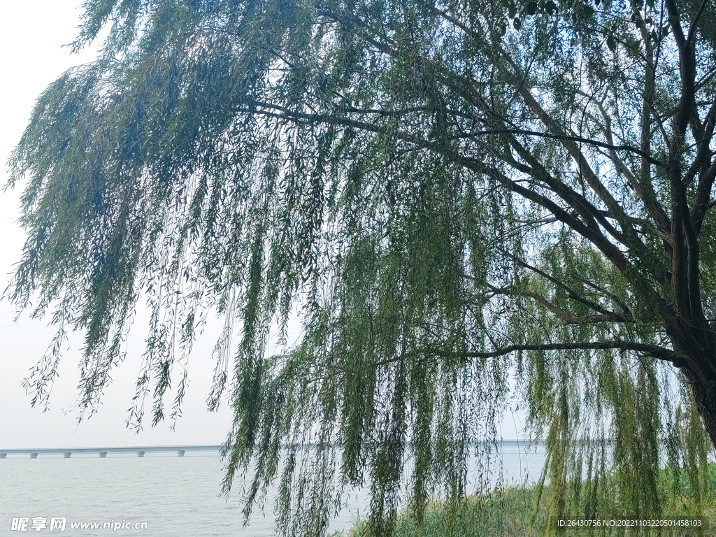 湖边柳树剪影