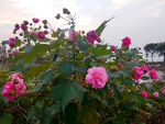 木芙蓉花