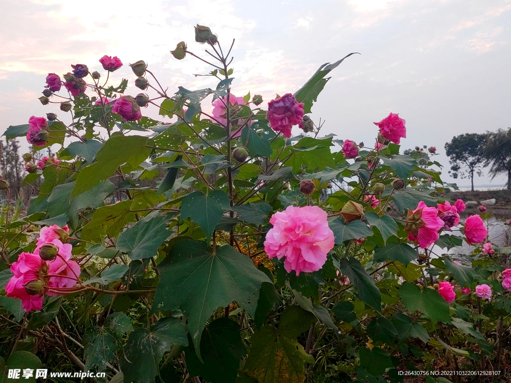 木芙蓉花