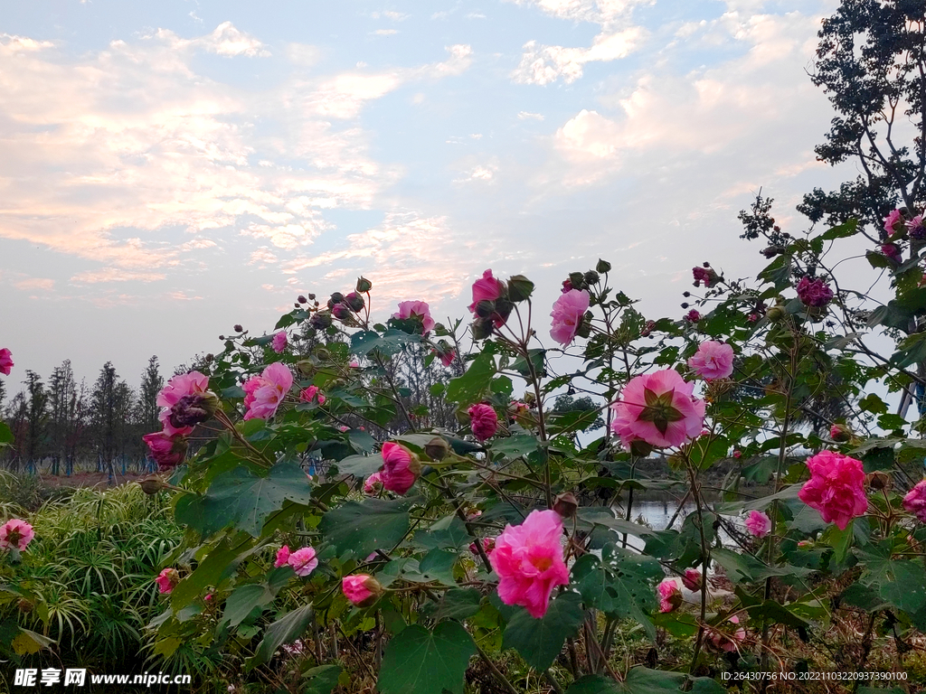 木芙蓉花