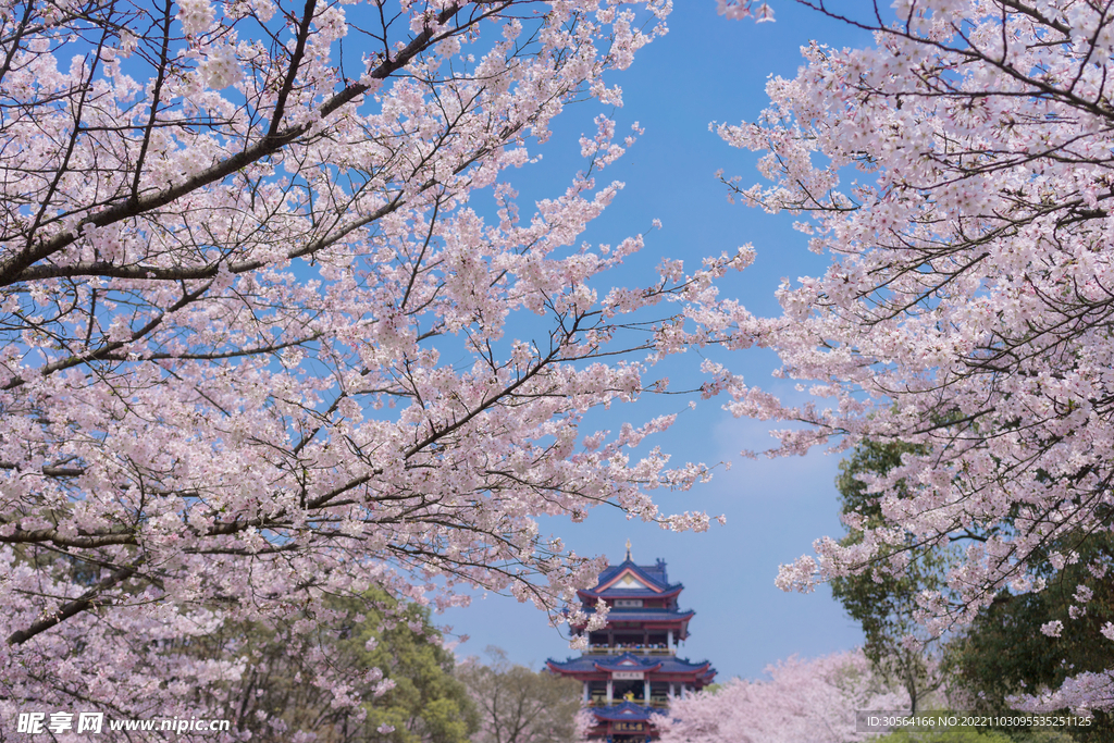 樱花花朵