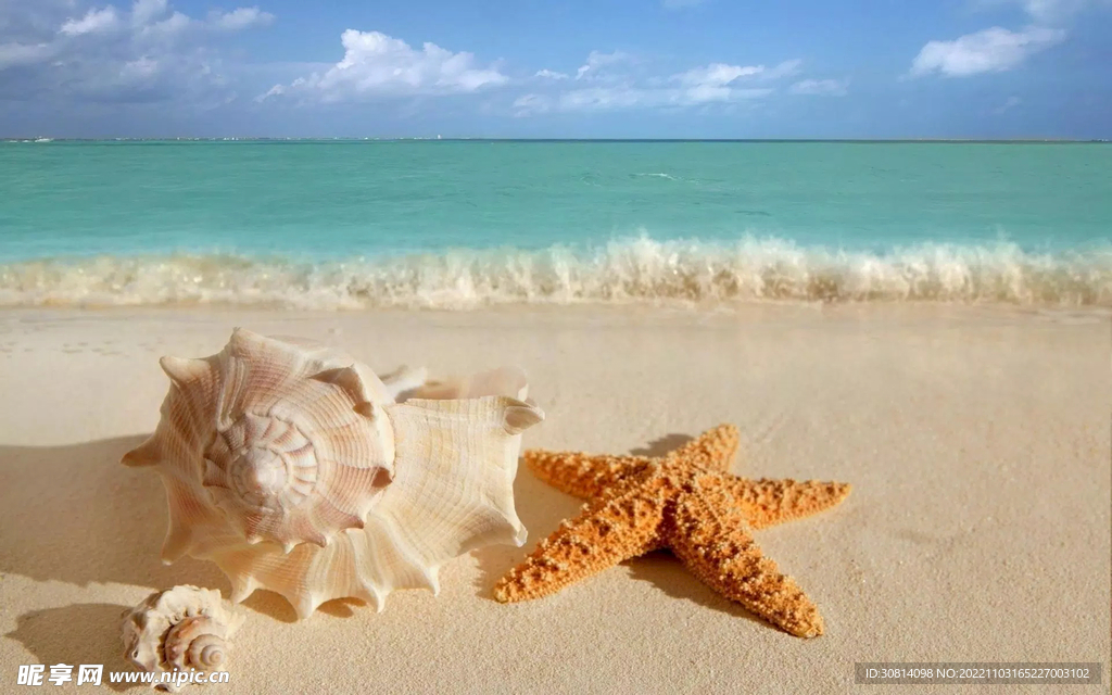 海滩海螺