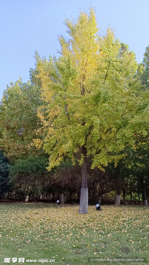 秋天的银杏树