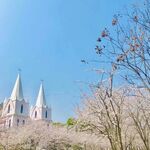 樱花  教堂  蓝天