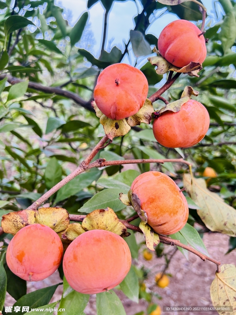 秋季  柿子