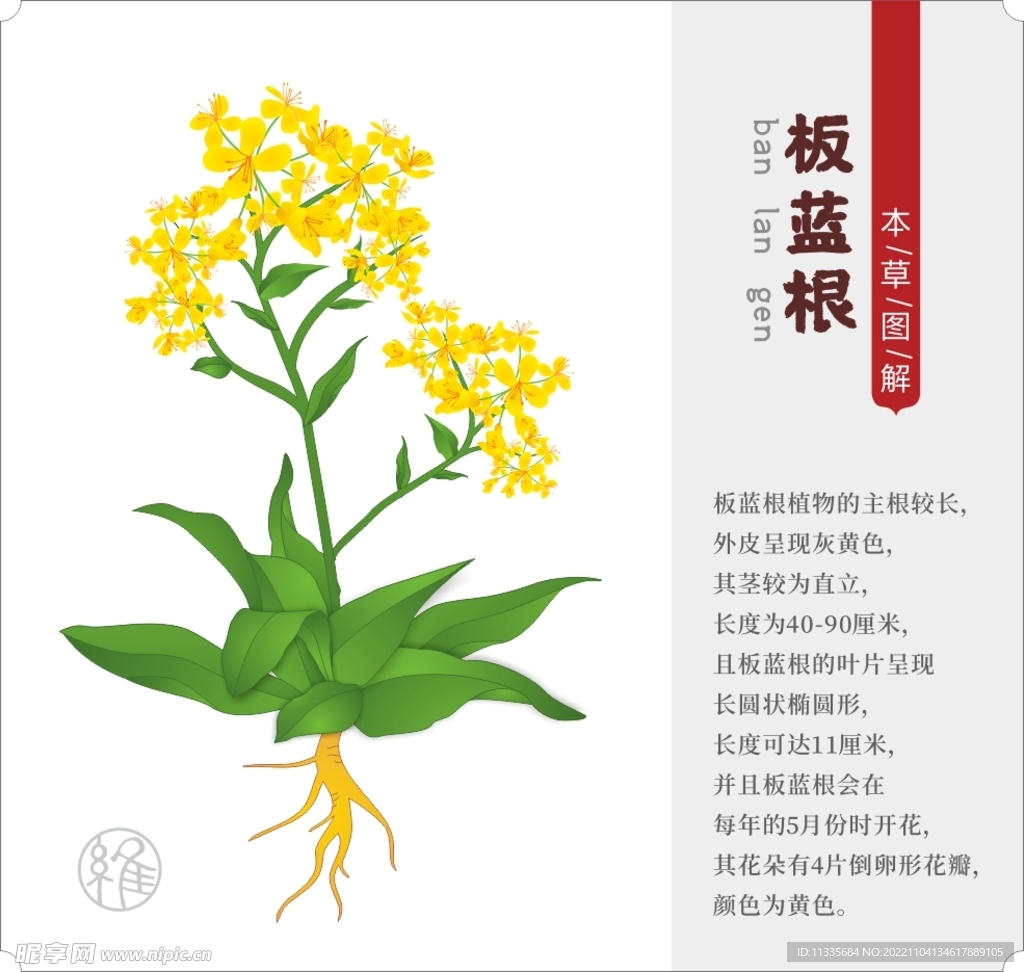 矢量草药板蓝根