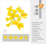 矢量草药板蓝根 花蕊