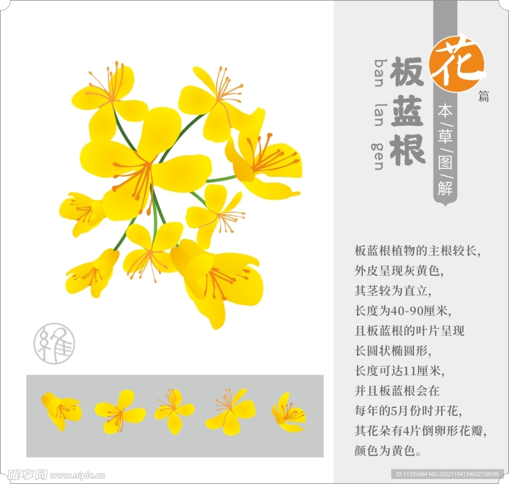 矢量草药板蓝根 花蕊