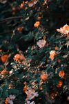 鲜花摄影