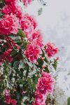 鲜花花墙