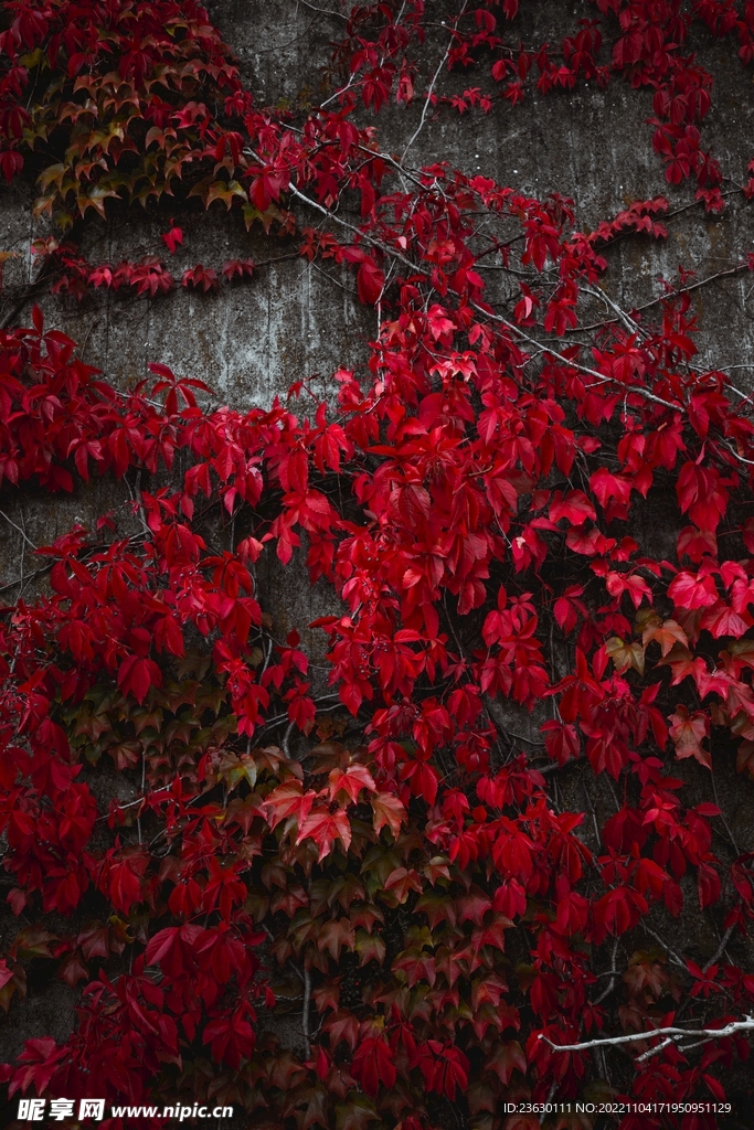 红叶