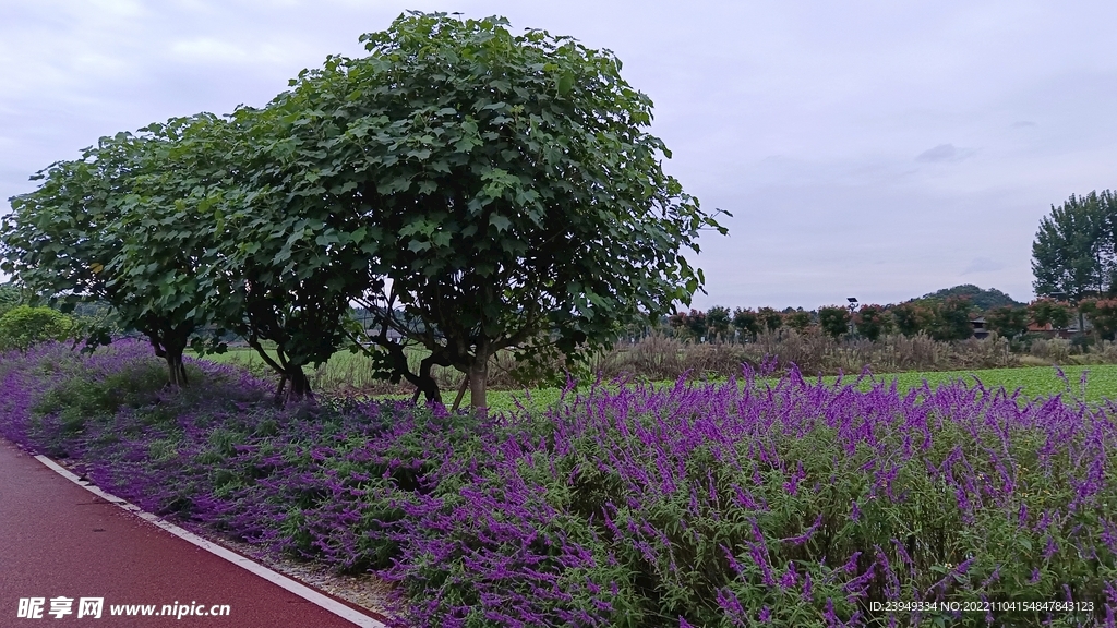 木芙蓉