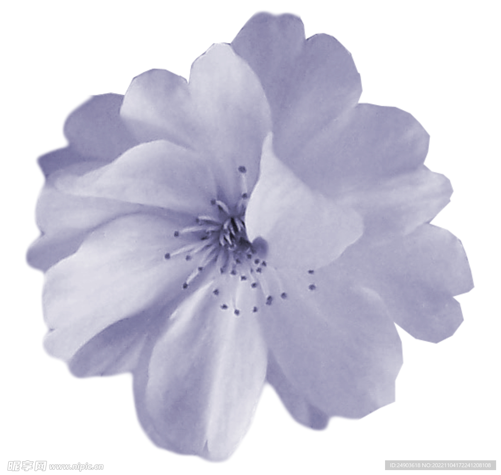 数码印花 紫色花