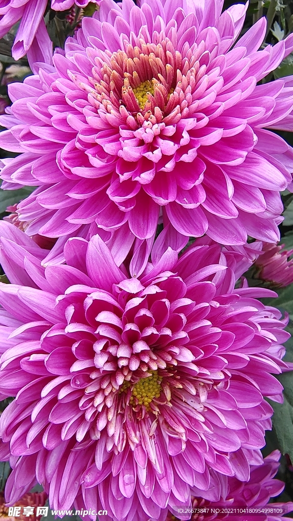 粉色花