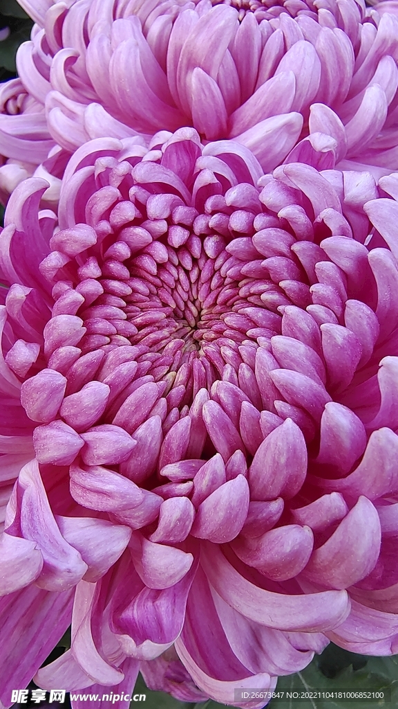 紫色花