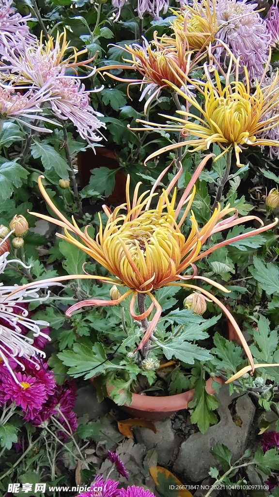 黄色花