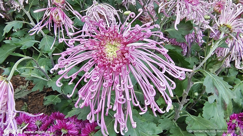 紫色花