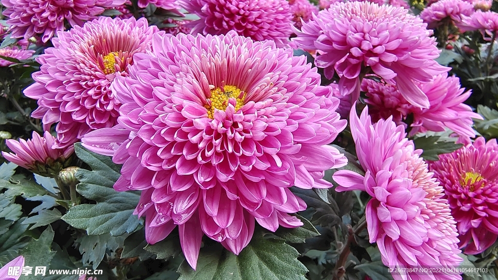 紫色花