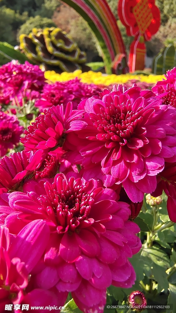 粉色花