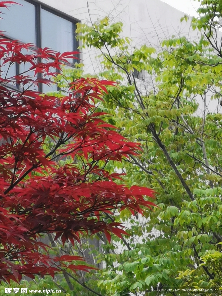 红枫