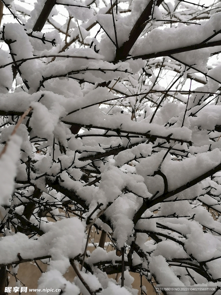 大雪下的枝丫