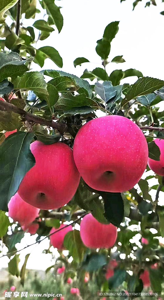 静宁红富士苹果