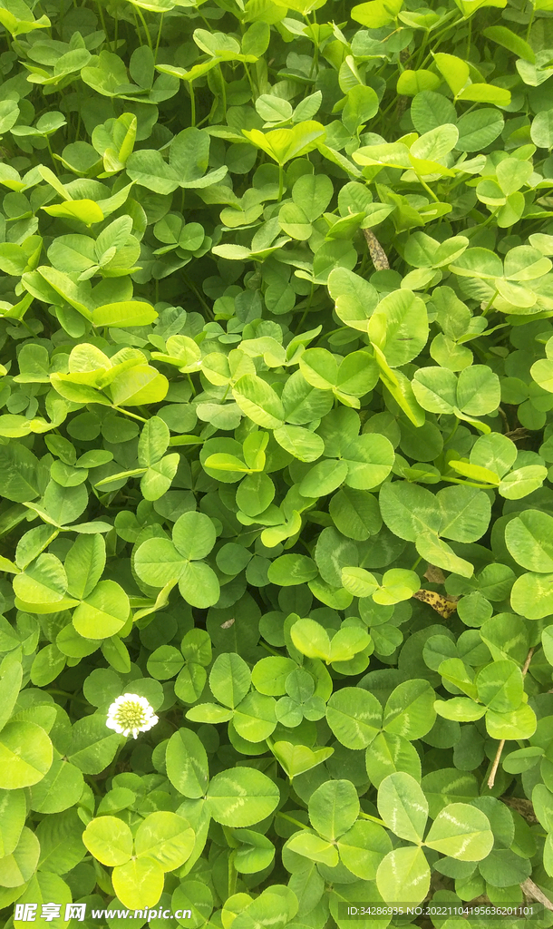 翠绿鲜嫩三叶草小白花草坪