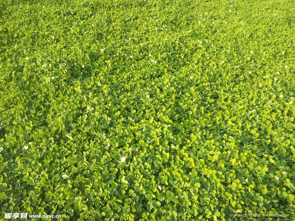 翠绿鲜嫩三叶草小白花草坪