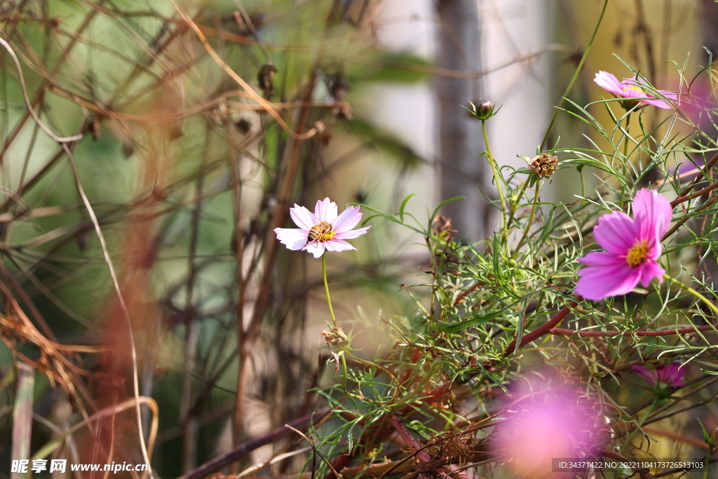 非洲菊