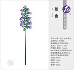 矢量草药藿香 花蕊