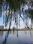 柳条下跨湖看城市风景