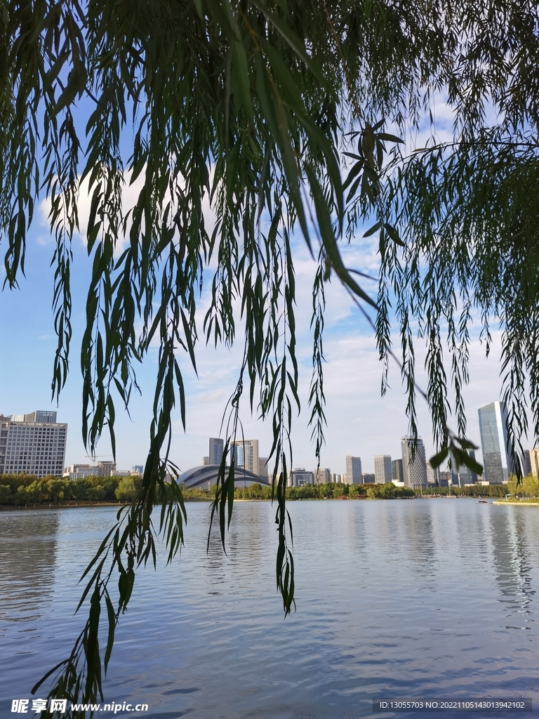 柳条下跨湖看城市风景