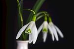 雪花莲