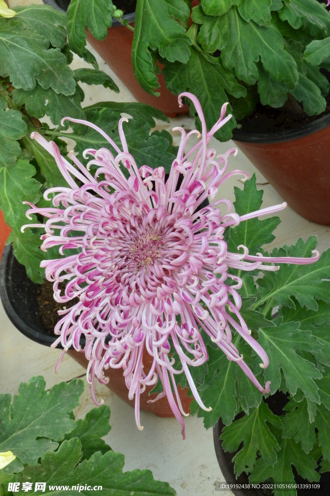 菊花  