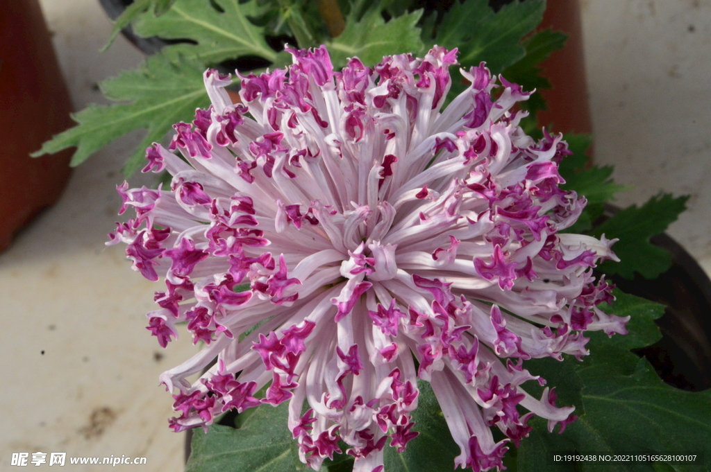 菊花 