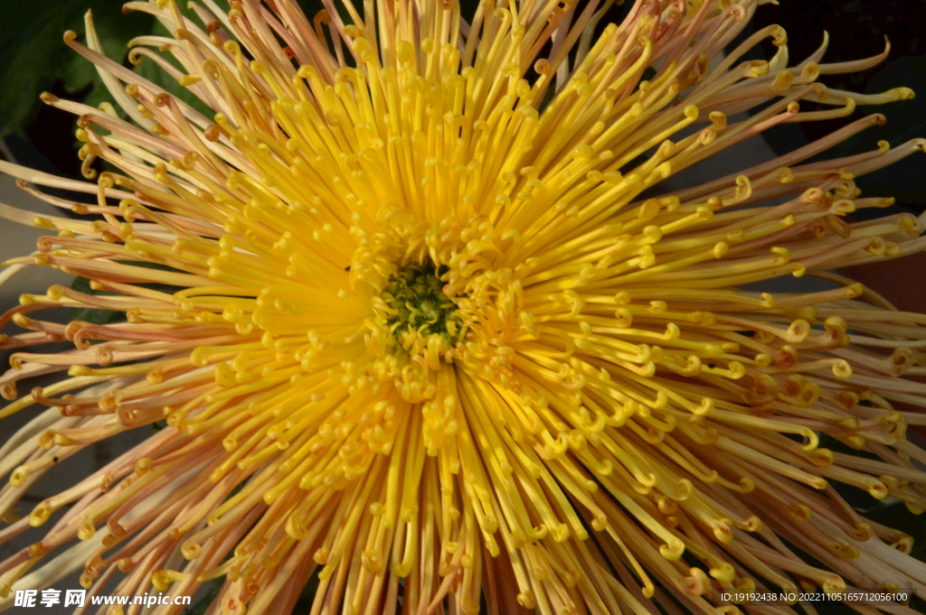 菊花 