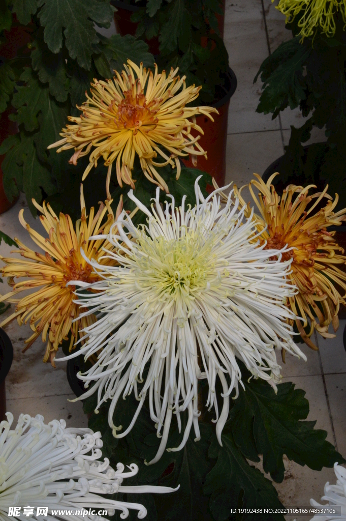 菊花