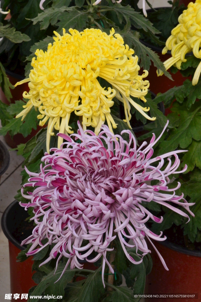 菊花 