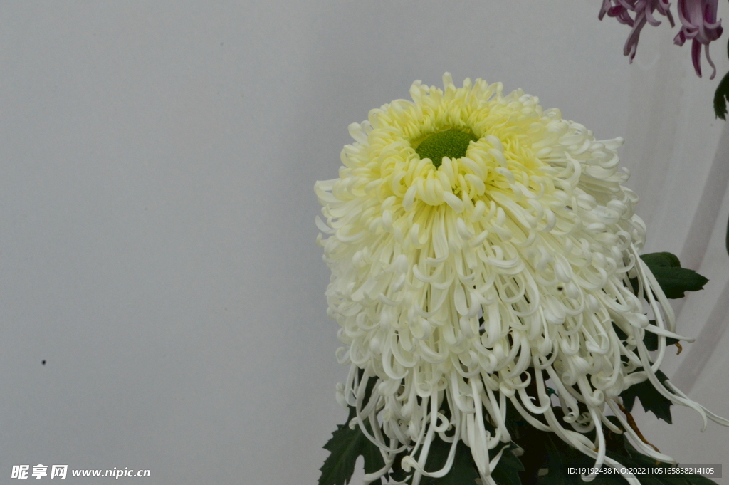 菊花 