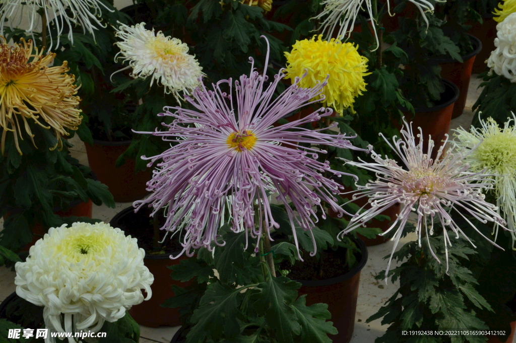 菊花 