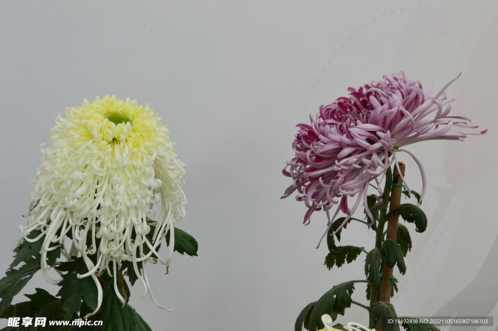 菊花 