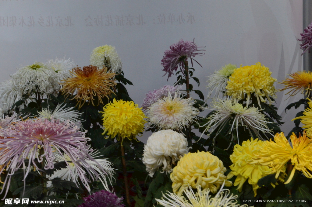 菊花 