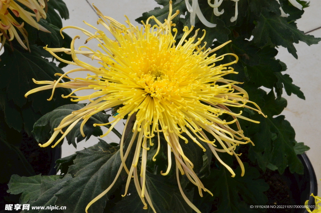 菊花 