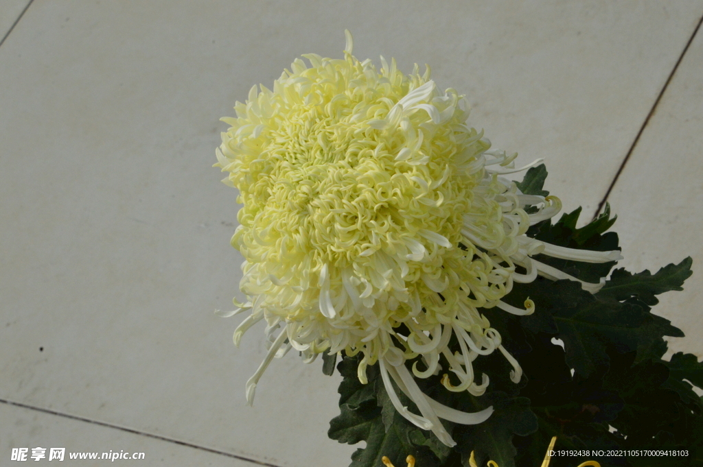 菊花
