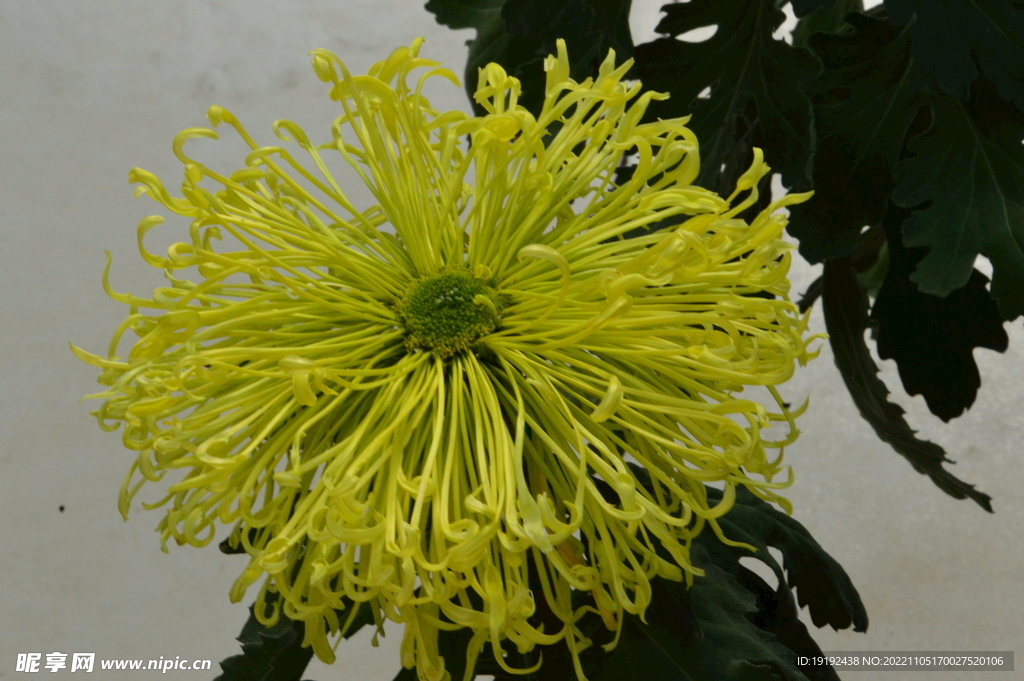 菊花