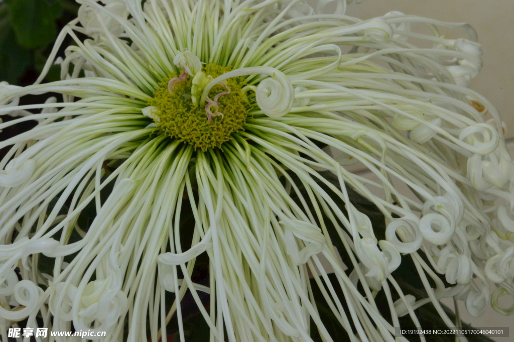 菊花 