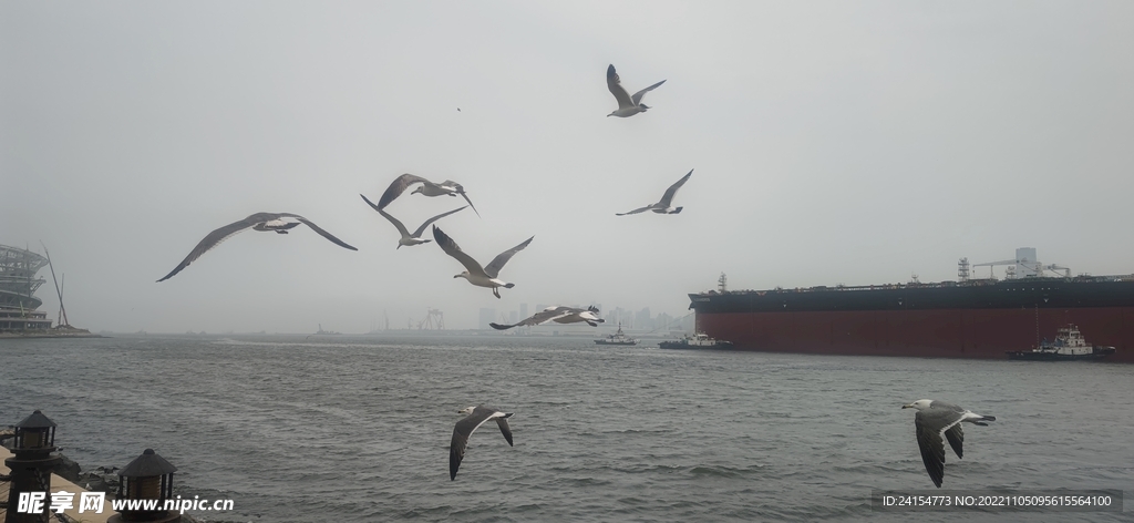海鸥与轮船