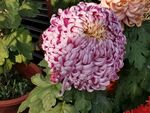 漂亮的菊花